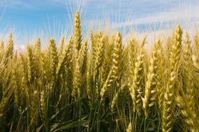 pole zbóż