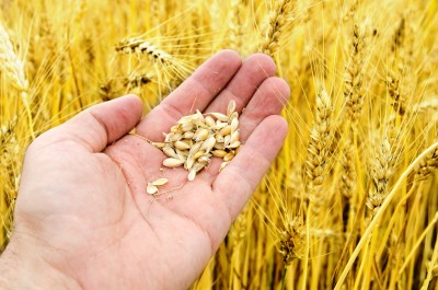ziarno zbóż na dłoni farmera