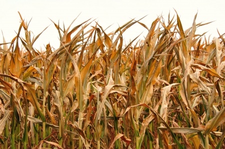 pole kukurydzy zniszczone przez suszę