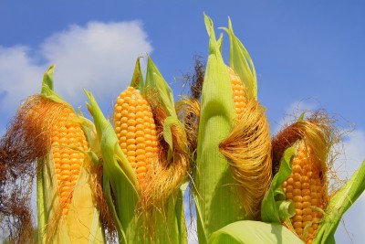 rozwijające się kolby kukurydzy