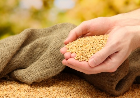 ziarno zbóż w dłoniach rolnika