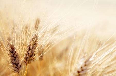 kłosy zbóż na polu