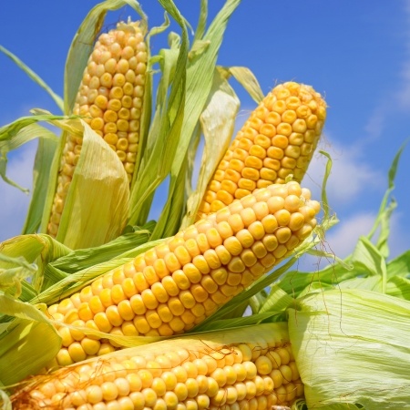 dojrzałe kolby kukurydzy