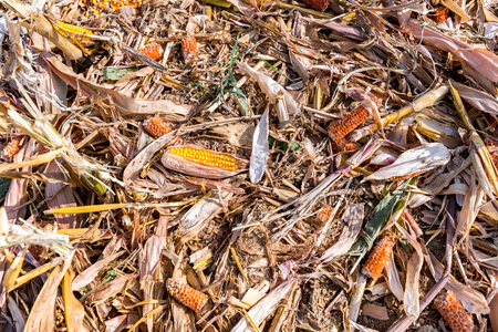 zniszczona kukurydza na polu