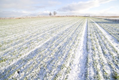 okrywa śnieżna na polu zbóż